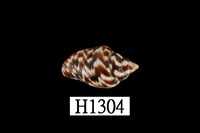 藏品(花麥螺)的圖片